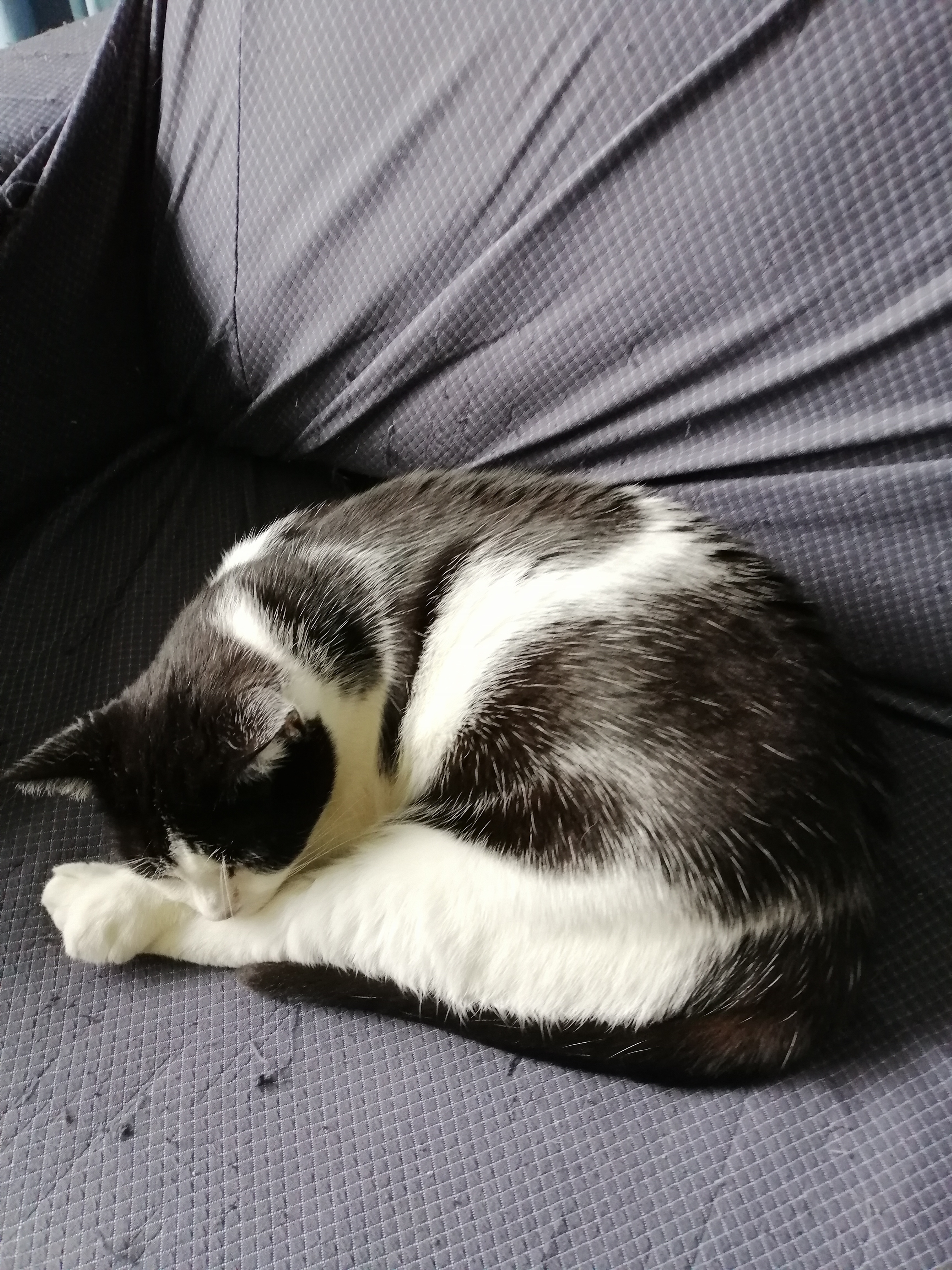 Amanda Sleeping Cat 1 - black and white cat sleeping on sofa